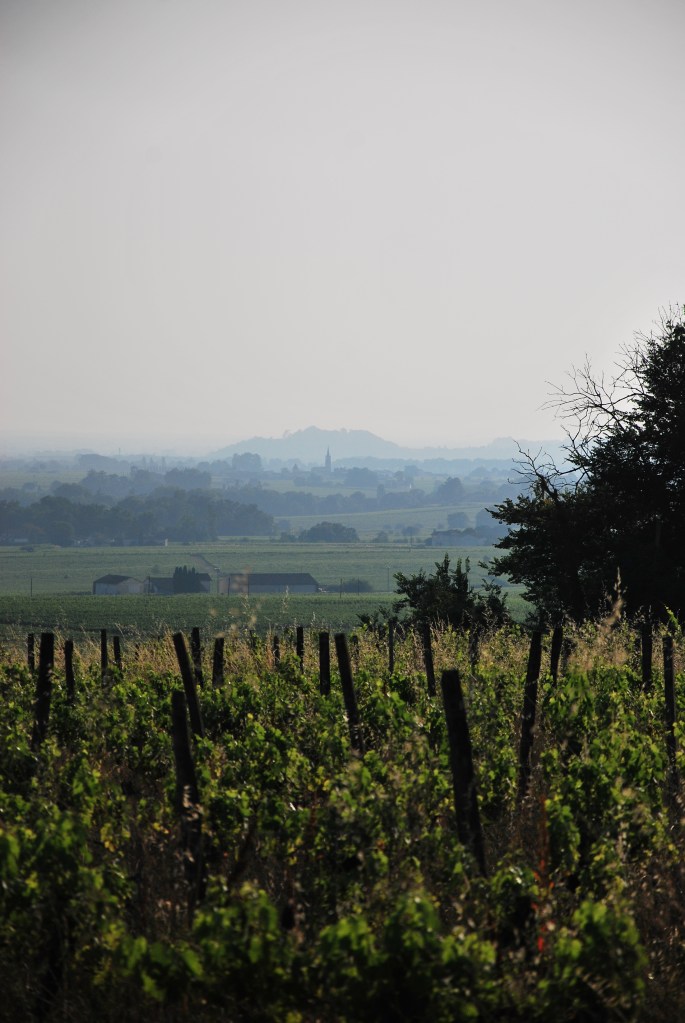 Calon - Gironde - Adrien Bonnamy